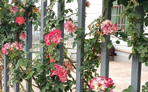 月季花在院子哪个方位最好？科学布局与养护全攻略