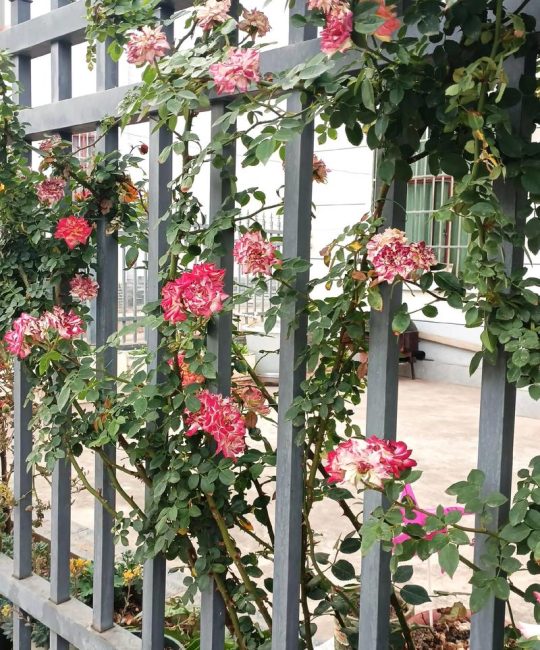 月季花在院子哪个方位最好？科学布局与养护全攻略