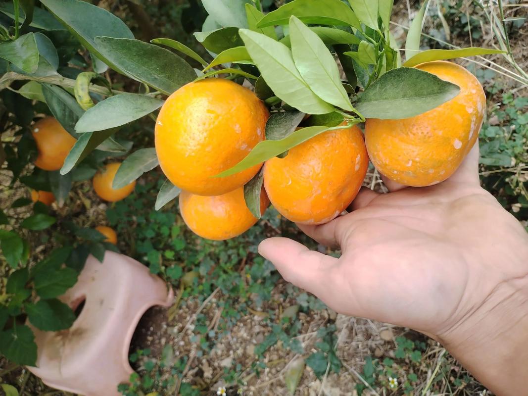产地因素对价格的影响