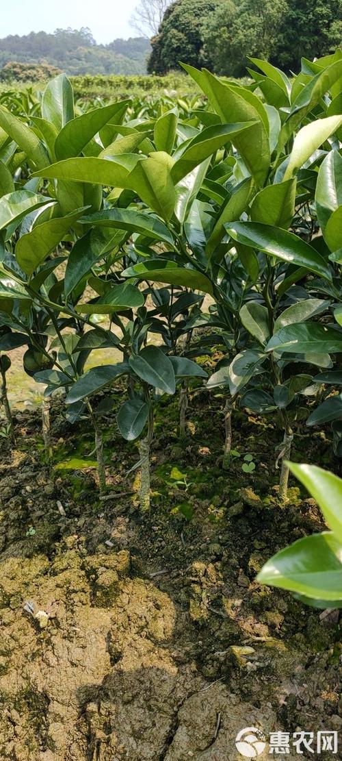 常见问题（FAQ）