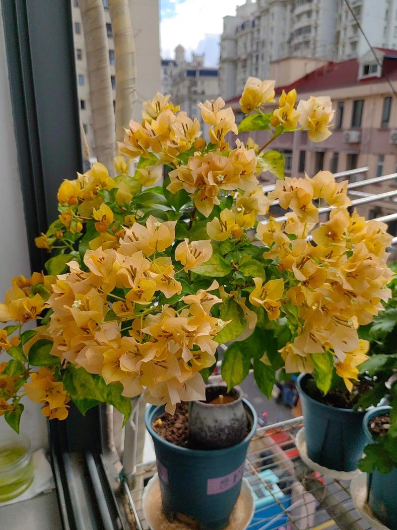 怎么养才能让它勤开花？