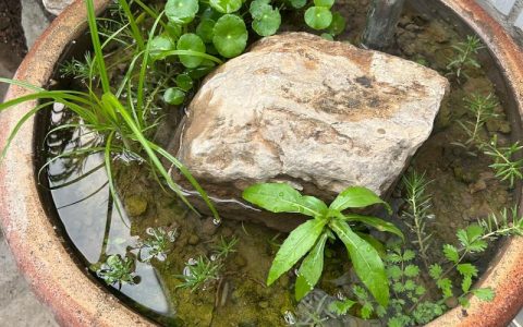 庭院水缸养什么植物好？5种高颜值易养护的水生植物推荐