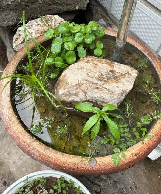 庭院水缸养什么植物好？5种高颜值易养护的水生植物推荐
