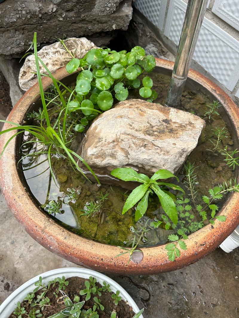 庭院水缸养植物的基本注意事项