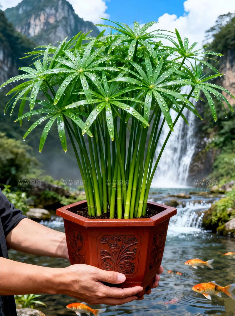 关于植物寓意的小知识