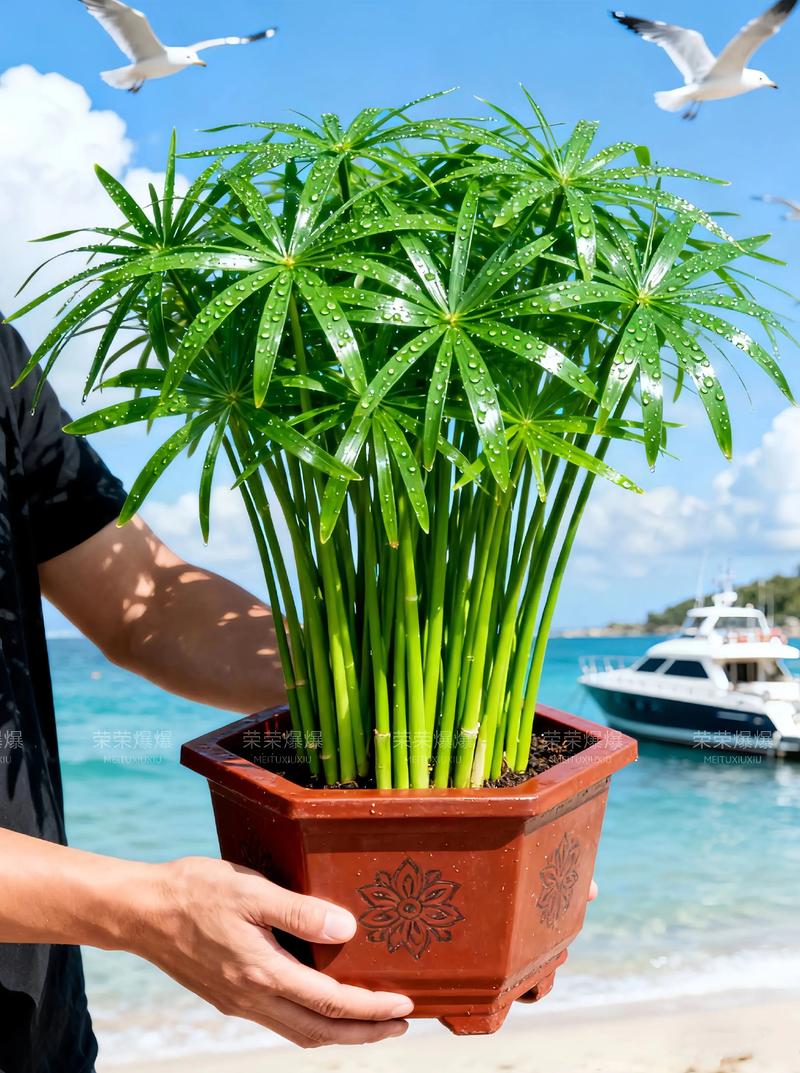 5种推荐植物及其种植方案