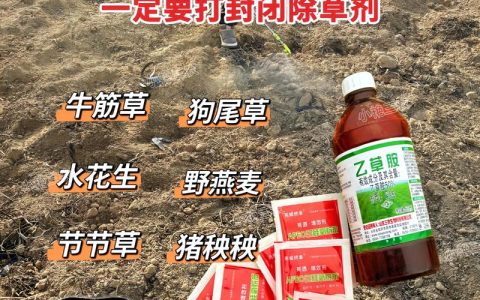 瓜子黄杨小苗除草剂选择与安全用药技术规程