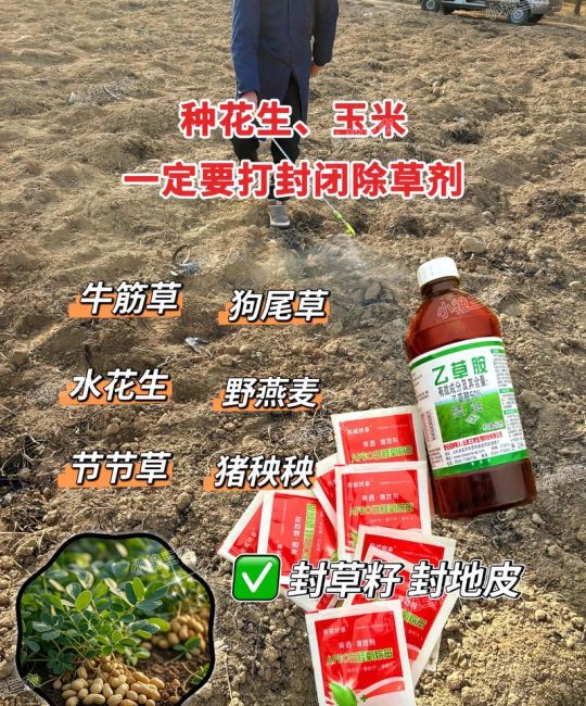 瓜子黄杨小苗除草剂选择与安全用药技术规程
