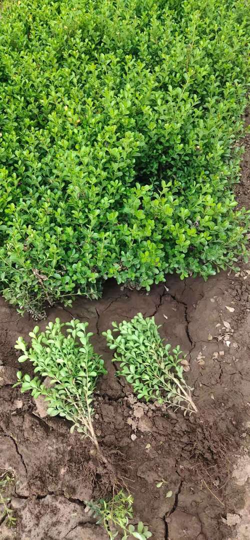 瓜子黄杨小苗除草剂选择与安全用药技术规程 化学除草与人工除草的协同策略