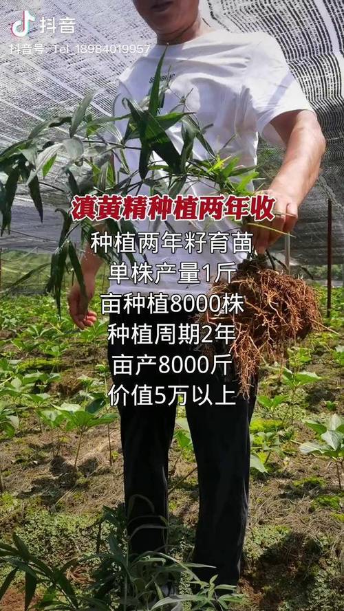 黄精的苗多少钱一株?2024-2025年最新价格参考与影响详解 五大因素综合影响速查表
