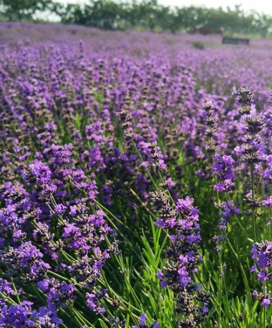 薰衣草什么季节开花