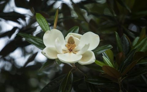 广玉兰市花身份与行道树/庭院栽培全攻略