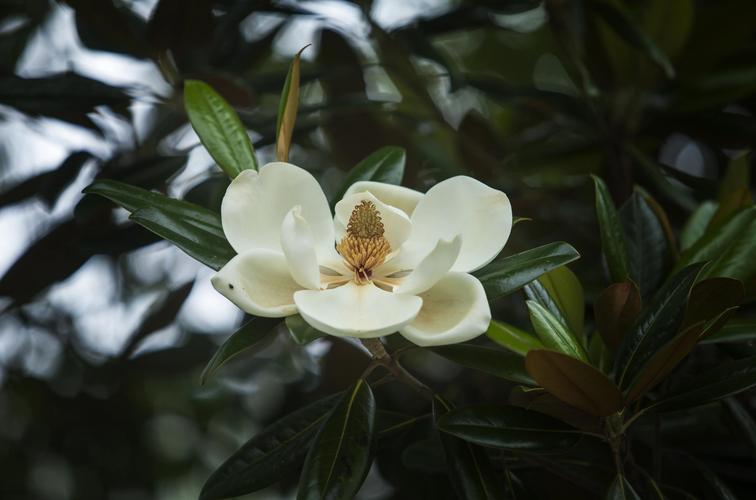广玉兰市花身份与行道树/庭院栽培全攻略 广玉兰市花身份与行道树/庭院栽培全攻略
