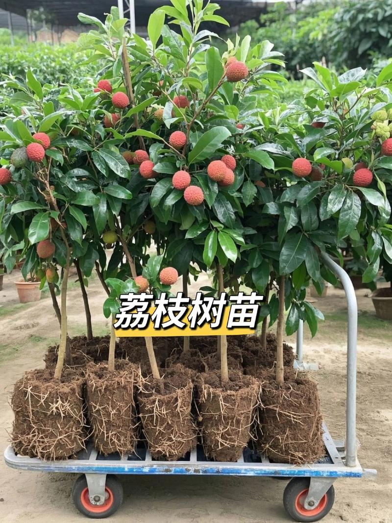 江西省果树苗采购指南:从品种选择到优质苗木鉴别全攻略 运输与检疫合规要求