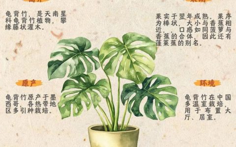 龟背竹能用磷酸二氢钾施肥吗？一篇系统的家庭养护指南