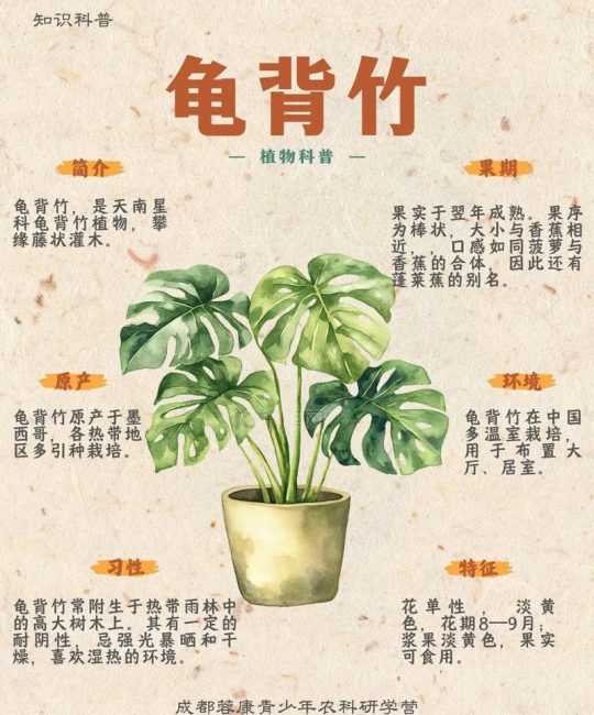 龟背竹能用磷酸二氢钾施肥吗？一篇系统的家庭养护指南