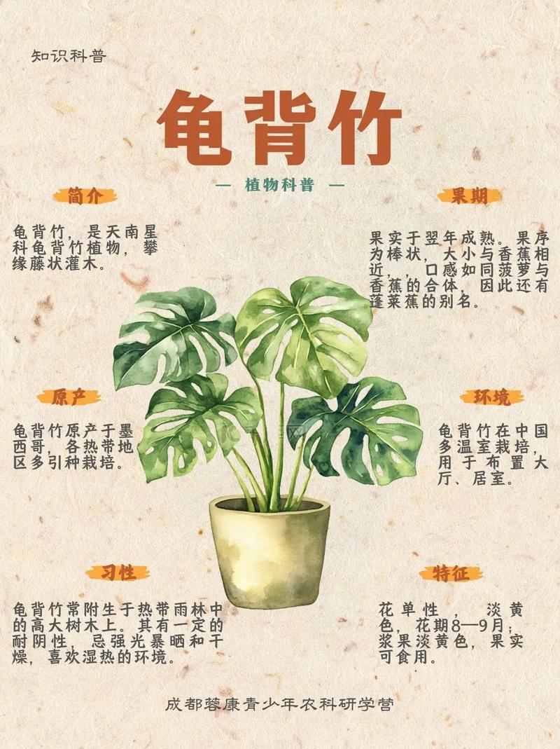 龟背竹能用磷酸二氢钾施肥吗?一篇系统的家庭养护指南 龟背竹能用磷酸二氢钾施肥吗?一篇系统的家庭养护指南