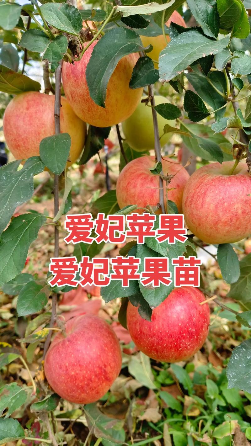 乔化苹果树与矮化树:六大维度全面对比,助你选对品种 对比维度深度逻辑解释