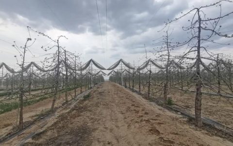 乔化苹果树与矮化树：六大维度全面对比，助你选对品种