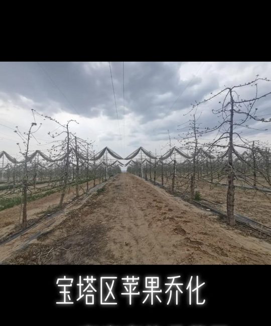 乔化苹果树与矮化树：六大维度全面对比，助你选对品种