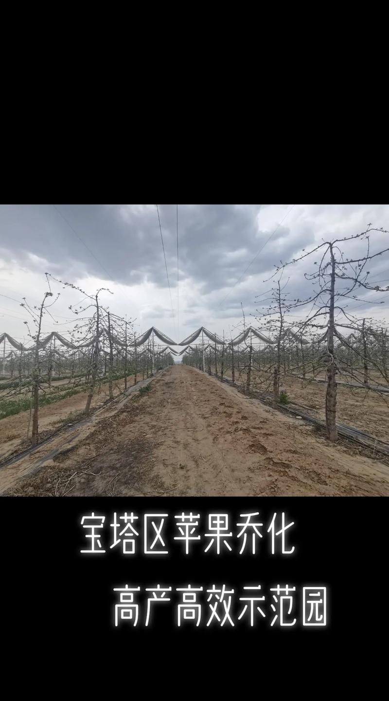 乔化苹果树与矮化树:六大维度全面对比,助你选对品种 六大维度量化对比表