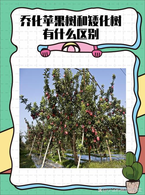 乔化苹果树与矮化树:六大维度全面对比,助你选对品种 场景化选择建议