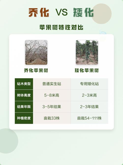 乔化苹果树与矮化树:六大维度全面对比,助你选对品种 采购时需关注的三大质量指标(2026年通用标准)
