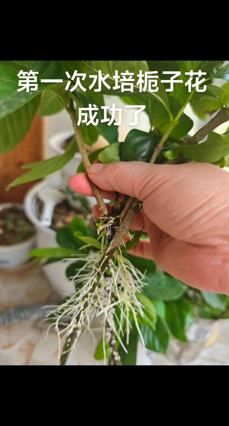 栀子花剪枝插水里能生根吗?家庭水培扦插全攻略 栀子花剪枝插水里能生根吗?家庭水培扦插全攻略