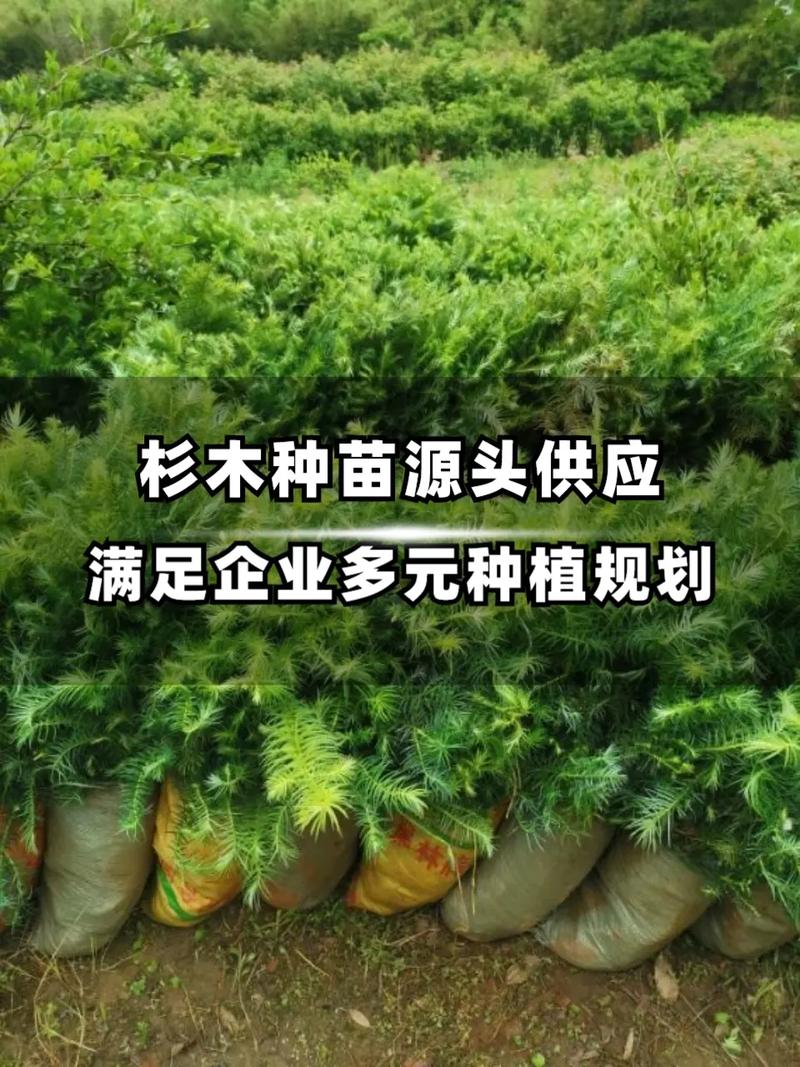 四、市场定价与销售渠道