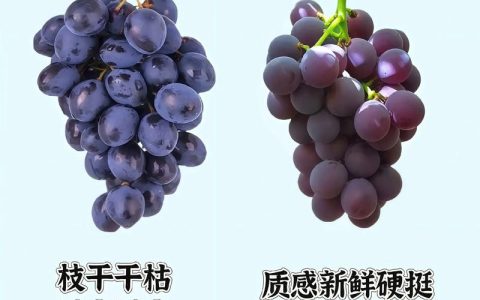 提子是葡萄的一种吗？一文读懂提子与葡萄的分类、品种与种植关键