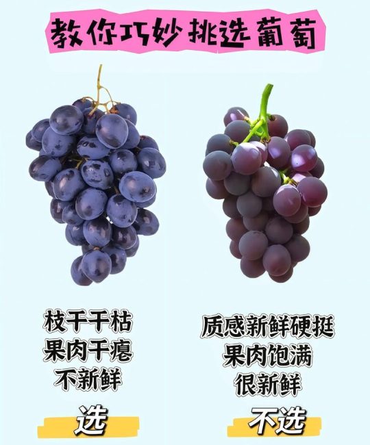 提子是葡萄的一种吗？一文读懂提子与葡萄的分类、品种与种植关键