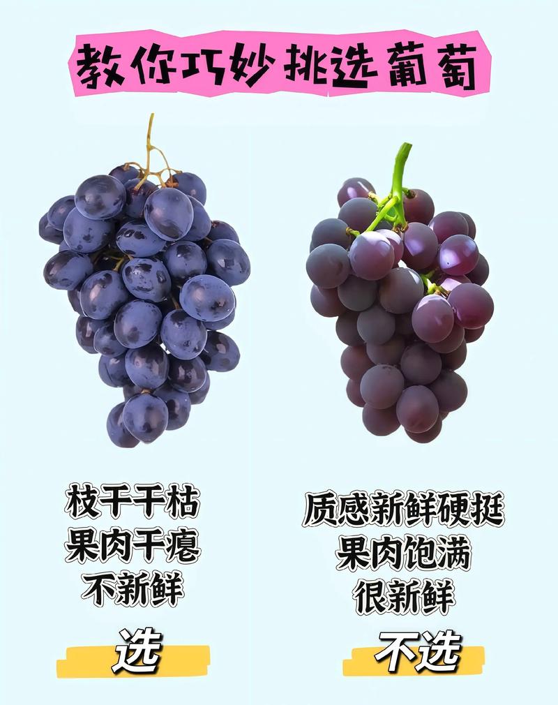 提子与葡萄的分类关系：同种不同群，硬肉与软肉之分