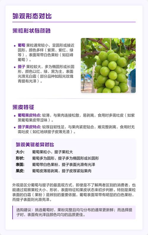 提子与葡萄的本质差异：耐储运性决定市场溢价