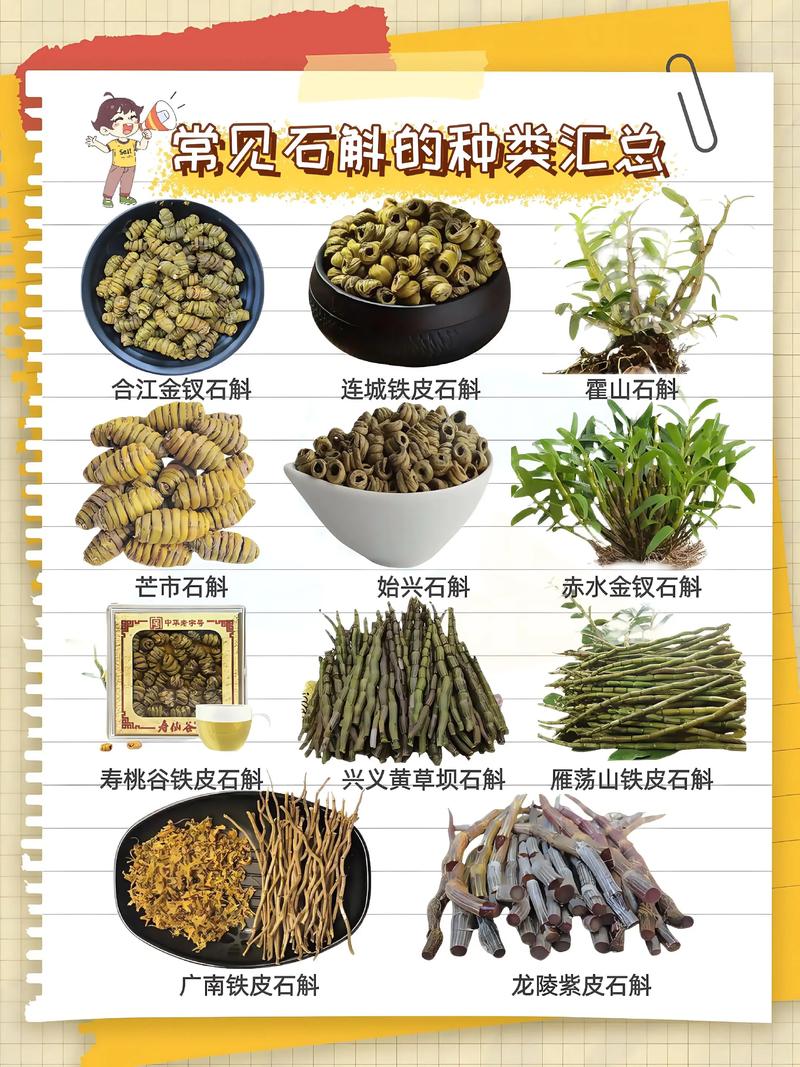 铁皮石斛买哪个品种最好?红杆 vs 绿杆 6大维度对比 场景化选择建议