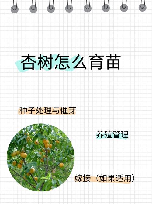 杏核怎么种出树苗?七个步骤教你从零育出杏树苗 二、土壤环境:沙壤土为王