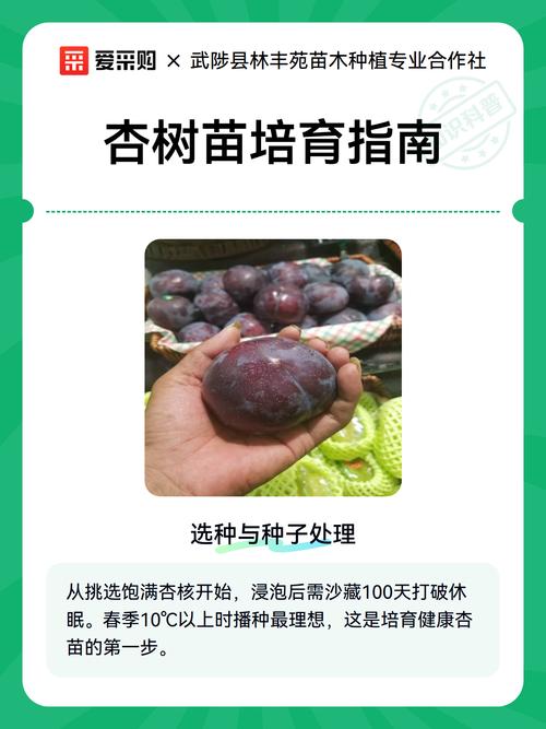 杏核怎么种出树苗?七个步骤教你从零育出杏树苗 四、栽植深度:3-4厘米是安全线