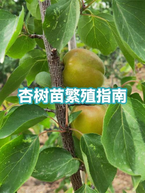 杏核怎么种出树苗?七个步骤教你从零育出杏树苗 七、成活注意事项:三防两促进