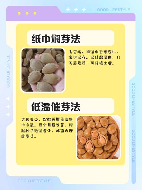 杏核怎么种出树苗?七个步骤教你从零育出杏树苗 六、缓苗管理:保湿不积水,助芽破土