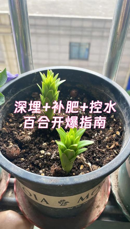 种百合用什么肥料做底肥?家庭园艺专家的实用指南 越冬越夏:百合种球对温度敏感,需根据地区调整管理方案