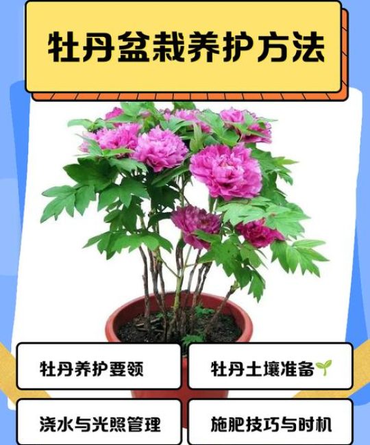 牡丹花养殖技巧全攻略：手把手教你养出富贵满堂的国色天香