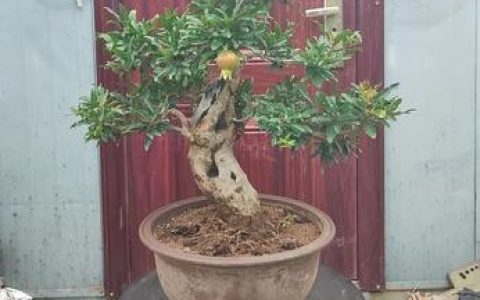 石榴盆栽种植全攻略：从选盆到挂果的7个关键步骤