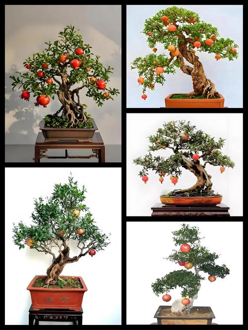 石榴盆栽种植全攻略:从选盆到挂果的7个关键步骤 四、栽植深度