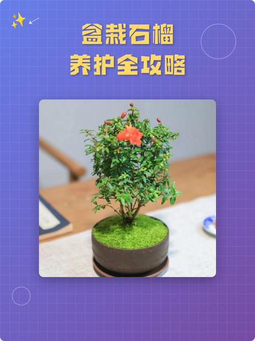 石榴盆栽种植全攻略:从选盆到挂果的7个关键步骤 六、缓苗管理