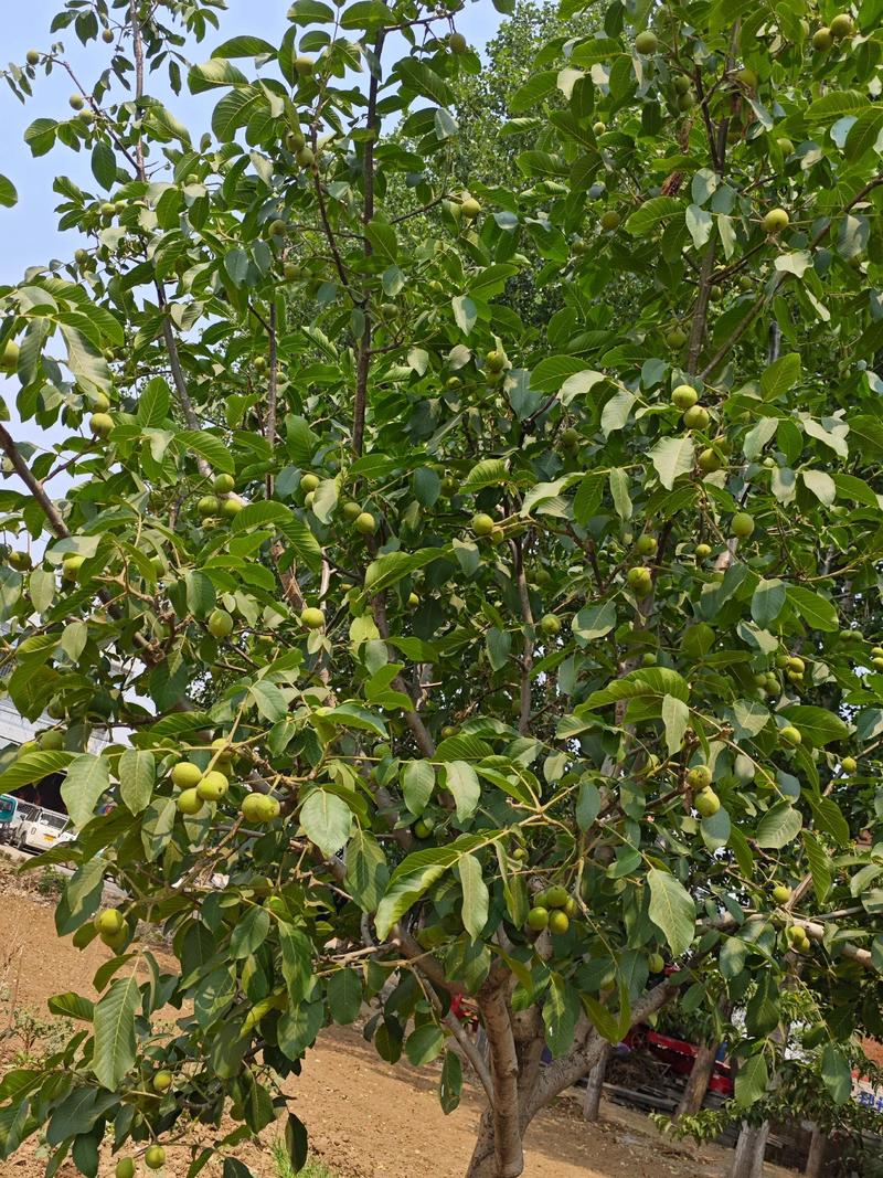 安徽适合种什么果树？2026年最赚钱的6大品种推荐及种植指南