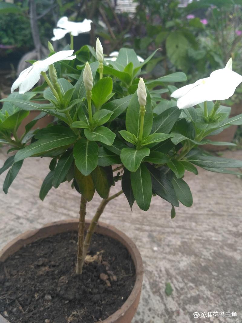 长春花根茎枯萎怎么回事?原因分析与分步排查指南 分步排查清单
