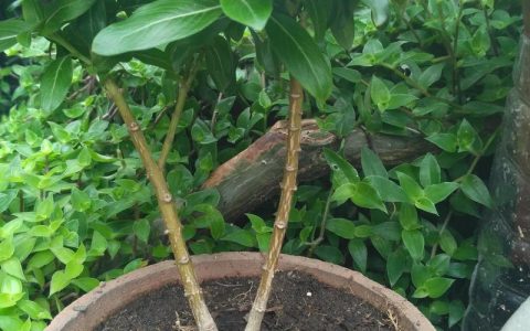长春花根茎枯萎怎么回事？原因分析与分步排查指南