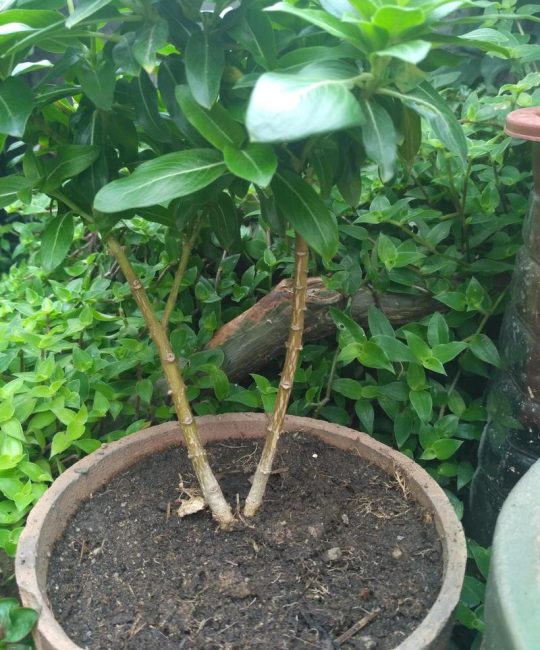 长春花根茎枯萎怎么回事？原因分析与分步排查指南