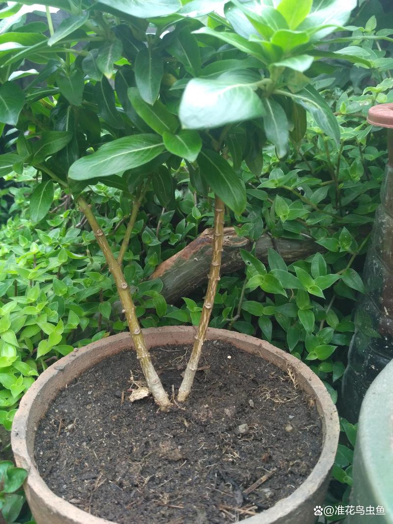长春花根茎枯萎怎么回事?原因分析与分步排查指南 常见原因列表