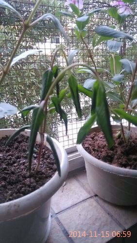 长春花根茎枯萎怎么回事?原因分析与分步排查指南 预防建议