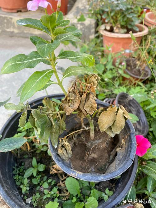 长春花根茎枯萎怎么回事?原因分析与分步排查指南 处理办法